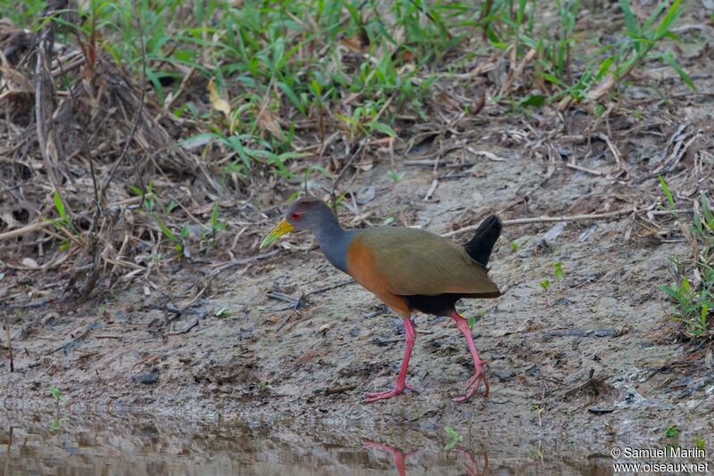 Grey-cowled Wood Railadult