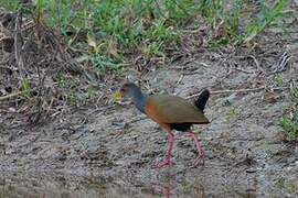 Grey-cowled Wood Rail