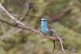 Abyssinian Roller