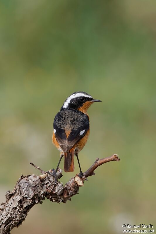 Rougequeue de Moussieradulte