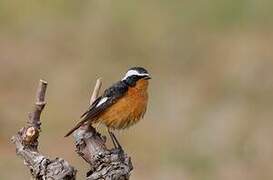 Moussier's Redstart