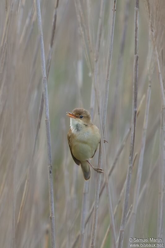 Common Reed Warbleradult