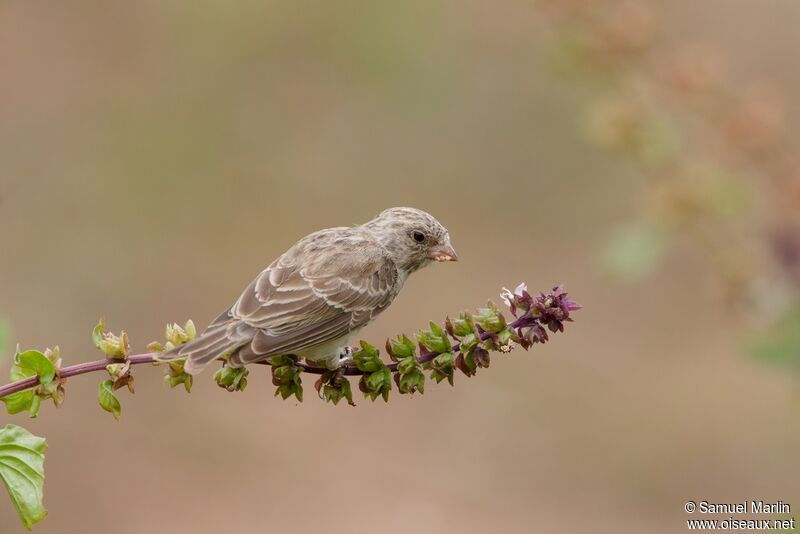 Serin à croupion blancadulte