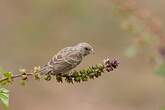 Serin à croupion blanc