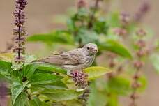 Serin à croupion blanc