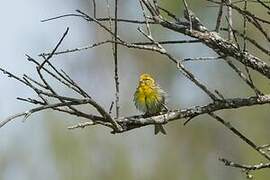 European Serin