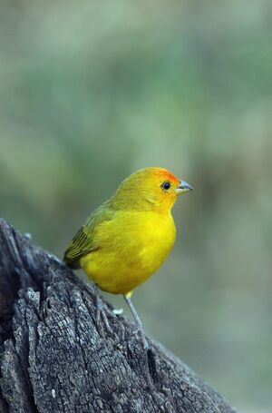 Orange-fronted Yellow Finch - Sicalis columbiana