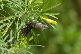 Beautiful Sunbird