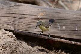 Beautiful Sunbird