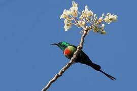 Beautiful Sunbird