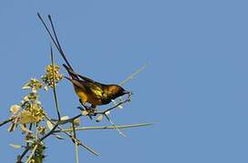 Pygmy Sunbird