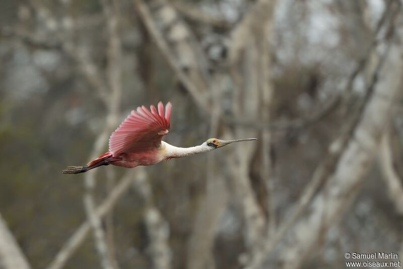 Roseate Spoonbilladult