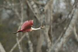 Roseate Spoonbill