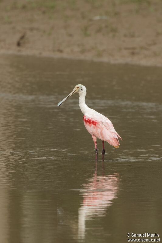 Roseate Spoonbilladult