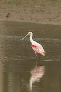 Roseate Spoonbill