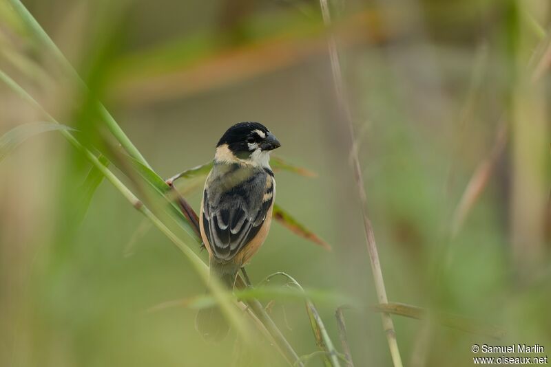 Rusty-collared Seedeateradult