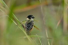 Rusty-collared Seedeater