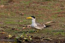 Large-billed Tern