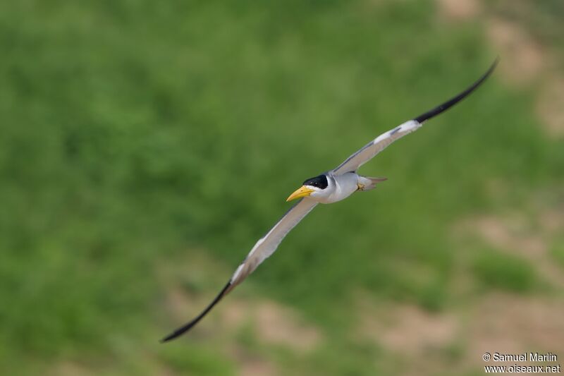 Large-billed Ternadult, Flight