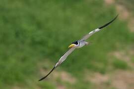 Large-billed Tern