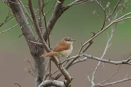 Yellow-chinned Spinetail