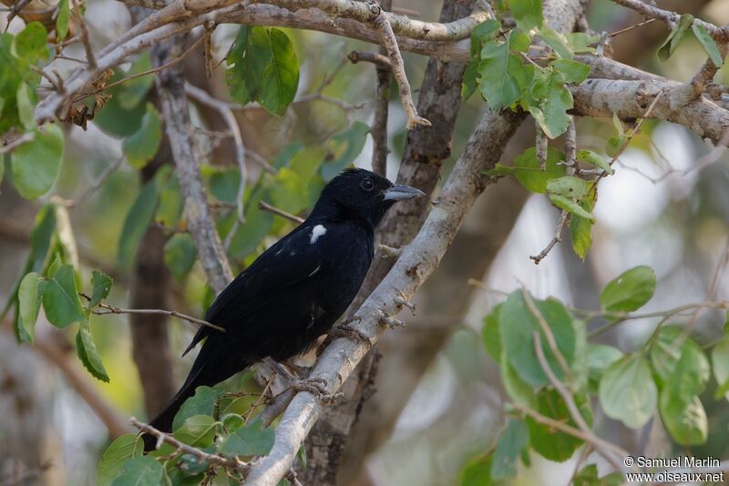 White-lined Tanageradult