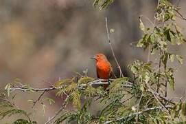 Red Tanager