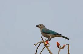 Sayaca Tanager