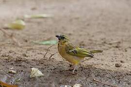 Black-headed Weaver