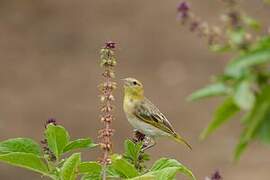 Vitelline Masked Weaver