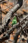 Yellow-chevroned Parakeet