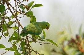 Cobalt-rumped Parrotlet