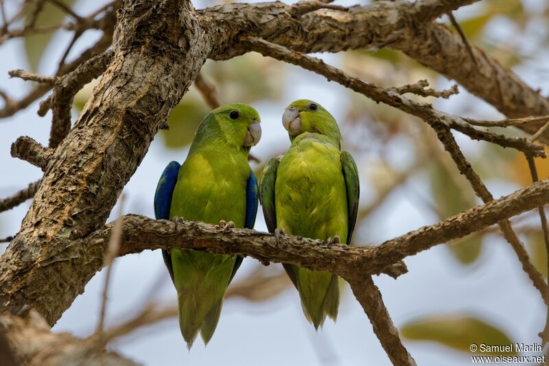 Cobalt-rumped Parrotletadult