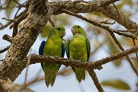 Cobalt-rumped Parrotlet