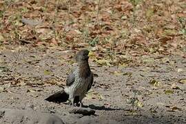 Western Plantain-eater