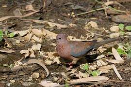 Laughing Dove