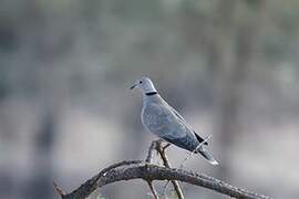 African Collared Dove