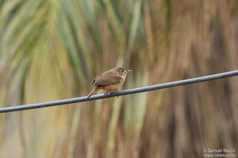 Southern House Wrenadult