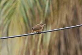 Southern House Wren