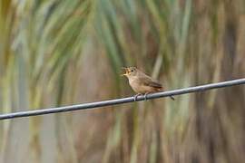 Southern House Wren