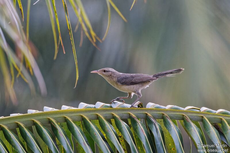 Thrush-like Wrenadult