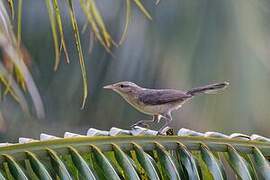 Thrush-like Wren