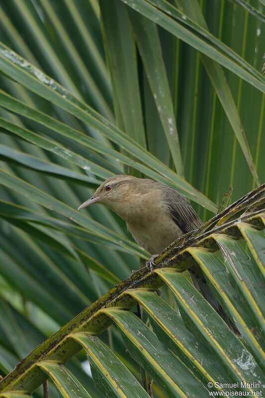 Thrush-like Wrenadult