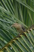 Thrush-like Wren