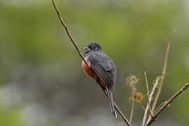 Blue-crowned Trogon