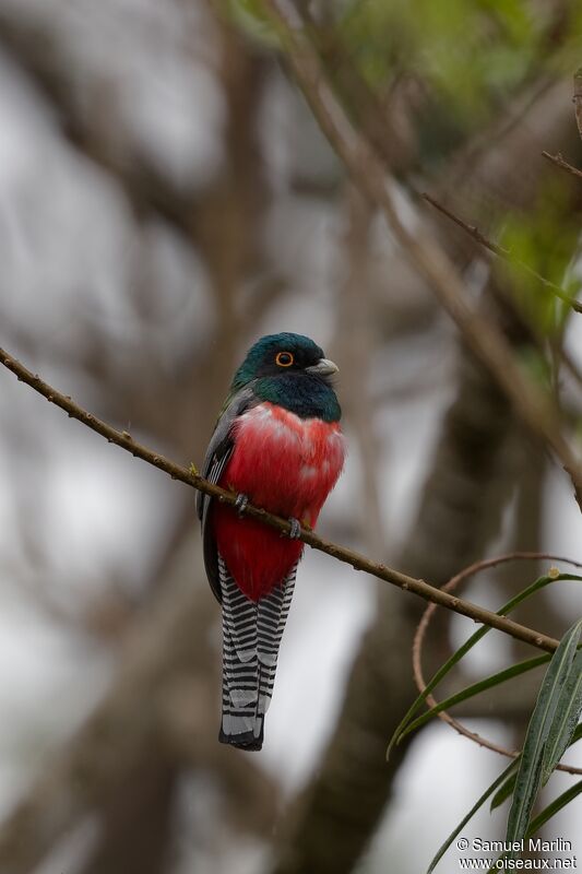 Blue-crowned Trogon male adult