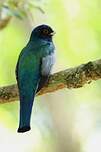 Trogon de Pelzeln