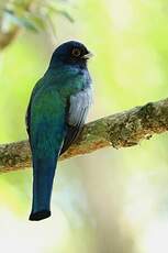 Trogon de Pelzeln