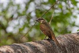 Rusty-margined Flycatcher