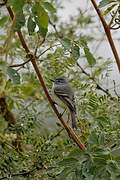 Straneck's Tyrannulet